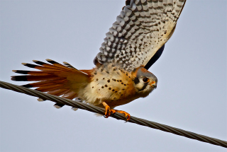 American kestrel. Photo: Jerry McFarland / Flickr